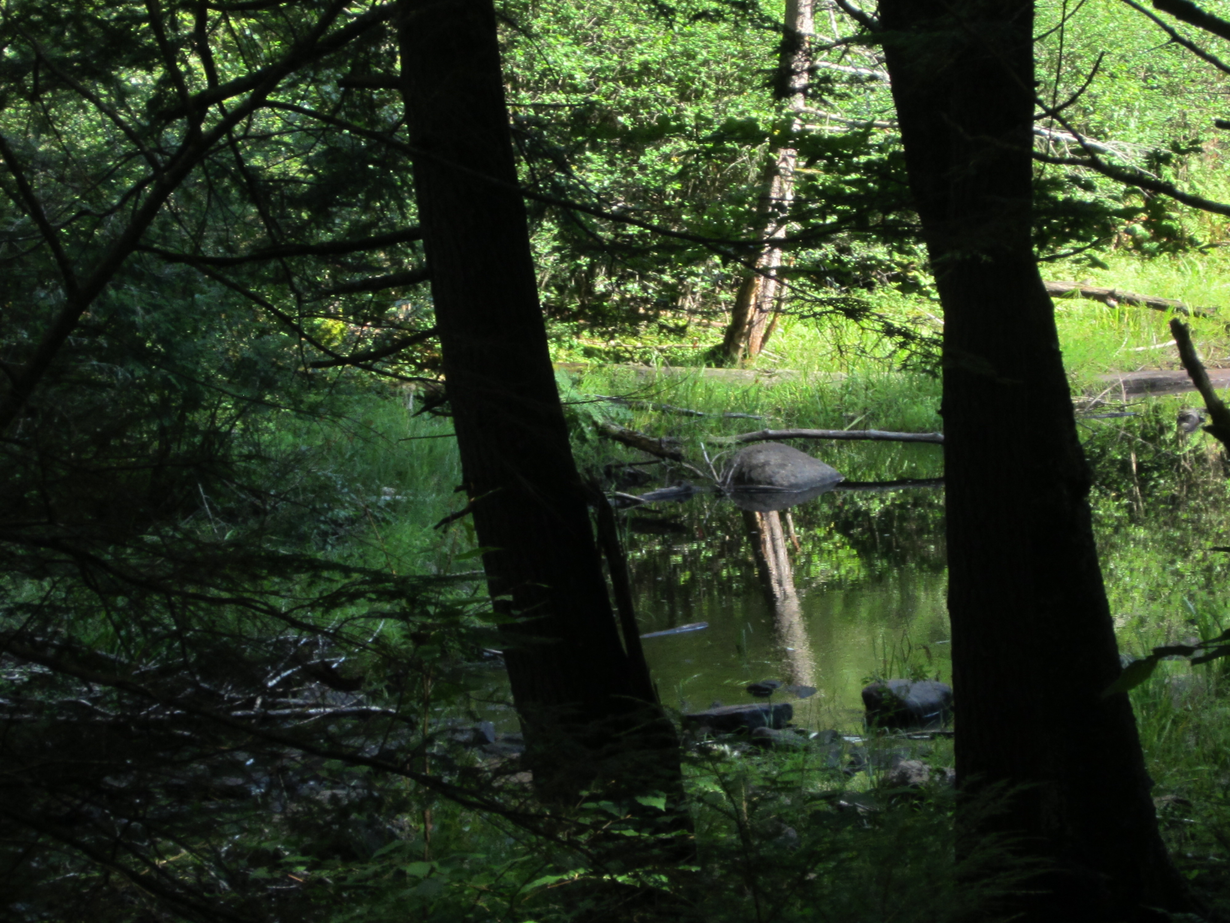 photo beaver pond